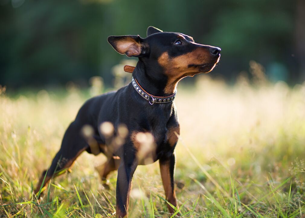 #56. Miniature pinscher (tie)